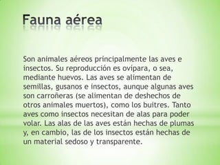 Son animales aéreos principalmente las aves e
insectos. Su reproducción es ovípara, o sea,
mediante huevos. Las aves se alimentan de
semillas, gusanos e insectos, aunque algunas aves
son carroñeras (se alimentan de deshechos de
otros animales muertos), como los buitres. Tanto
aves como insectos necesitan de alas para poder
volar. Las alas de las aves están hechas de plumas
y, en cambio, las de los insectos están hechas de
un material sedoso y transparente.

 