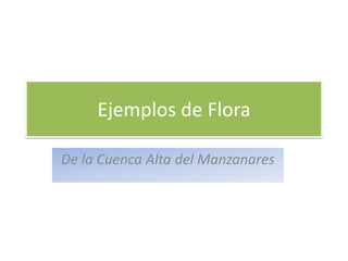 Ejemplos de Flora
De la Cuenca Alta del Manzanares

 