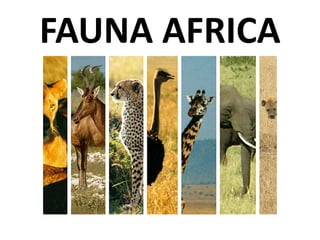 FAUNA AFRICA
 