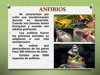 ANFIBIOS
 Se caracterizan por
sufrir una transformación
durante su desarrollo.
Cuando son jóvenes tienen
branquias y cuando son
adultos pulmones.
 Los anfibios fueron
los primeros animales en
adaptarse a una vida
semiterrestre.
 Se estima que
descendieron de los peces
hace 360 millones de años.
 Existen unas 6000
especies de anfibios.
 