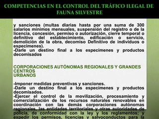 y sanciones (multas diarias hasta por una suma de 300
salarios mínimos mensuales, suspensión del registro o de la
licencia, concesión, permiso o autorización, cierre temporal o
definitivo del establecimiento, edificación o servicio,
demolición de la obra, decomiso Definitivo de individuos o
especímenes).
-Darle un destino final a los especímenes y productos
decomisados
CORPORACIONES AUTÓNOMAS REGIONALES Y GRANDES
CENTROS
URBANOS
-Imponer medidas preventivas y sanciones.
-Darle un destino final a los especímenes y productos
decomisados.
-Ejercer el control de la movilización, procesamiento y
comercialización de los recursos naturales renovables en
coordinación con las demás corporaciones autónomas
regionales, las entidades territoriales y otras autoridades de
policía, de conformidad con la ley y los reglamentos; y
expedir los permisos, licencias y salvoconductos para la
COMPETENCIAS EN EL CONTROL DEL TRÁFICO ILEGAL DE
FAUNA SILVESTRE
 