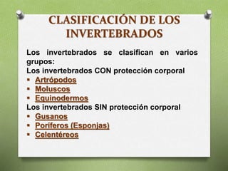 Los invertebrados se clasifican en varios
grupos:
Los invertebrados CON protección corporal
 Artrópodos
 Moluscos
 Equinodermos
Los invertebrados SIN protección corporal
 Gusanos
 Poríferos (Esponjas)
 Celentéreos
CLASIFICACIÓN DE LOS
INVERTEBRADOS
 