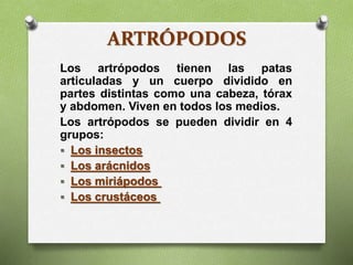 ARTRÓPODOS
Los artrópodos tienen las patas
articuladas y un cuerpo dividido en
partes distintas como una cabeza, tórax
y abdomen. Viven en todos los medios.
Los artrópodos se pueden dividir en 4
grupos:
 Los insectos
 Los arácnidos
 Los miriápodos
 Los crustáceos
 
