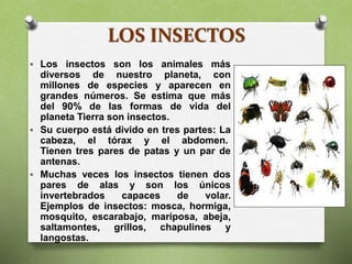LOS INSECTOS
 Los insectos son los animales más
diversos de nuestro planeta, con
millones de especies y aparecen en
grandes números. Se estima que más
del 90% de las formas de vida del
planeta Tierra son insectos.
 Su cuerpo está divido en tres partes: La
cabeza, el tórax y el abdomen.
Tienen tres pares de patas y un par de
antenas.
 Muchas veces los insectos tienen dos
pares de alas y son los únicos
invertebrados capaces de volar.
Ejemplos de insectos: mosca, hormiga,
mosquito, escarabajo, mariposa, abeja,
saltamontes, grillos, chapulines y
langostas.
 