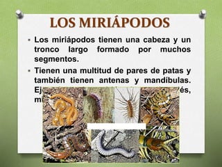LOS MIRIÁPODOS
 Los miriápodos tienen una cabeza y un
tronco largo formado por muchos
segmentos.
 Tienen una multitud de pares de patas y
también tienen antenas y mandíbulas.
Ejemplos de miriápodos: ciempiés,
milpiés.
 