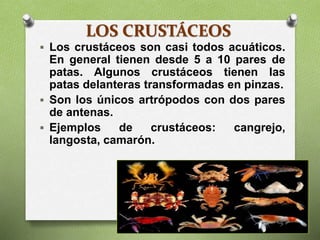 LOS CRUSTÁCEOS
 Los crustáceos son casi todos acuáticos.
En general tienen desde 5 a 10 pares de
patas. Algunos crustáceos tienen las
patas delanteras transformadas en pinzas.
 Son los únicos artrópodos con dos pares
de antenas.
 Ejemplos de crustáceos: cangrejo,
langosta, camarón.
 
