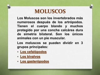 MOLUSCOS
Los Moluscos son los invertebrados más
numerosos después de los artrópodos.
Tienen el cuerpo blando y muchos
protegido por una concha calcárea dura
de simetría bilateral. Son los únicos
animales con un pie muscular.
Los moluscos se pueden dividir en 3
grupos principales:
 Los cefalópodos
 Los bivalvos
 Los gasterópodos
 