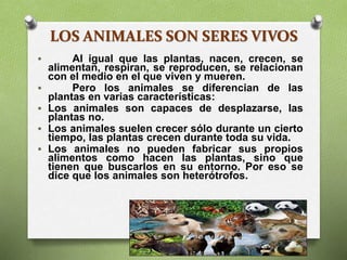 LOS ANIMALES SON SERES VIVOS
 Al igual que las plantas, nacen, crecen, se
alimentan, respiran, se reproducen, se relacionan
con el medio en el que viven y mueren.
 Pero los animales se diferencian de las
plantas en varias características:
 Los animales son capaces de desplazarse, las
plantas no.
 Los animales suelen crecer sólo durante un cierto
tiempo, las plantas crecen durante toda su vida.
 Los animales no pueden fabricar sus propios
alimentos como hacen las plantas, sino que
tienen que buscarlos en su entorno. Por eso se
dice que los animales son heterótrofos.
 