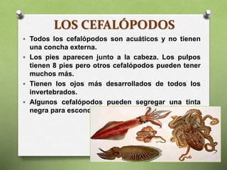 LOS CEFALÓPODOS
 Todos los cefalópodos son acuáticos y no tienen
una concha externa.
 Los pies aparecen junto a la cabeza. Los pulpos
tienen 8 pies pero otros cefalópodos pueden tener
muchos más.
 Tienen los ojos más desarrollados de todos los
invertebrados.
 Algunos cefalópodos pueden segregar una tinta
negra para esconderse.
 
