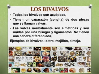 LOS BIVALVOS
 Todos los bivalvos son acuáticos.
 Tienen un caparazón (concha) de dos piezas
que se llaman valvas.
 Las valvas normalmente son simétricas y son
unidas por una bisagra y ligamentos. No tienen
una cabeza diferenciada.
Ejemplos de bivalvos: ostra, mejillón, almeja.
 