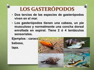 LOS GASTERÓPODOS
 Dos tercios de las especies de gasterópodos
viven en el mar.
 Los gasterópodos tienen una cabeza, un pie
musculoso y normalmente una concha dorsal
enrollada en espiral. Tiene 2 ó 4 tentáculos
sensoriales.
Ejemplos : caracol,
babosa,
lapa.
 