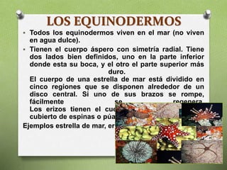 LOS EQUINODERMOS
 Todos los equinodermos viven en el mar (no viven
en agua dulce).
 Tienen el cuerpo áspero con simetría radial. Tiene
dos lados bien definidos, uno en la parte inferior
donde esta su boca, y el otro el parte superior más
duro.
El cuerpo de una estrella de mar está dividido en
cinco regiones que se disponen alrededor de un
disco central. Si uno de sus brazos se rompe,
fácilmente se regenera.
Los erizos tienen el cuerpo más redondo y está
cubierto de espinas o púas.
Ejemplos estrella de mar, erizo
 