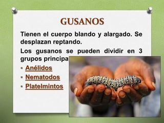 GUSANOS
Tienen el cuerpo blando y alargado. Se
desplazan reptando.
Los gusanos se pueden dividir en 3
grupos principales:
 Anélidos
 Nematodos
 Platelmintos
 