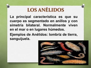 LOS ANÉLIDOS
La principal característica es que su
cuerpo es segmentado en anillos y con
simetría bilateral. Normalmente viven
en el mar o en lugares húmedos.
Ejemplos de Anélidos: lombriz de tierra,
sanguijuela.
 
