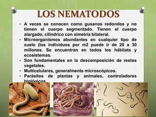 LOS NEMATODOS
 A veces se conocen como gusanos redondos y no
tienen el cuerpo segmentado. Tienen el cuerpo
alargado, cilíndrico con simetría bilateral.
 Microorganismos abundantes en cualquier tipo de
suelo (los individuos por m2 puede ir de 20 a 30
millones. Se encuentran en todos los hábitats y
ecosistemas.
 Son fundamentales en la descomposición de restos
vegetales.
 Multicelulares, generalmente microscópicos.
 Parásitos de plantas y animales, controladores
biológicos.
Ejemplos de Nematodos: anisakis, triquina, oxiuro
(pidulle).
 