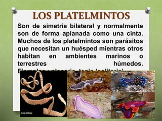 LOS PLATELMINTOS
Son de simetría bilateral y normalmente
son de forma aplanada como una cinta.
Muchos de los platelmintos son parásitos
que necesitan un huésped mientras otros
habitan en ambientes marinos o
terrestres húmedos.
Ejemplos : planaria, tenia (solitaria).
 