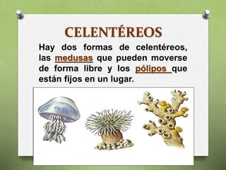 CELENTÉREOS
Hay dos formas de celentéreos,
las medusas que pueden moverse
de forma libre y los pólipos que
están fijos en un lugar.
 