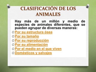 CLASIFICACIÓN DE LOS
ANIMALES
Hay más de un millón y medio de
especies de animales diferentes, que se
pueden agrupar de diversas maneras:
O Por su estructura ósea
O Por su tamaño
O Por su reproducción
O Por su alimentación
O Por el medio en el que viven
O Domésticos y salvajes
 