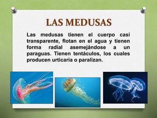 LAS MEDUSAS
Las medusas tienen el cuerpo casi
transparente, flotan en el agua y tienen
forma radial asemejándose a un
paraguas. Tienen tentáculos, los cuales
producen urticaria o paralizan.
 
