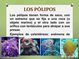 LOS PÓLIPOS
Los pólipos tienen forma de saco, con
un extremo que se fija a una roca (u
objeto marino) y el otro lado con un
orifico con tentáculos para atrapar a sus
presas.
Ejemplos de celentéreos: anémona de
mar, coral.
 