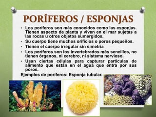 PORÍFEROS / ESPONJAS
 Los poríferos son más conocidos como las esponjas.
Tienen aspecto de planta y viven en el mar sujetas a
las rocas u otros objetos sumergidos.
 Su cuerpo tiene muchos orificios o poros pequeños.
 Tienen el cuerpo irregular sin simetría
 Los poríferos son los invertebrados más sencillos, no
tienen órganos, ni cerebro, ni sistema nervioso.
 Usan ciertas células para capturar partículas de
alimento que están en el agua que entra por sus
poros.
Ejemplos de poríferos: Esponja tubular.
 