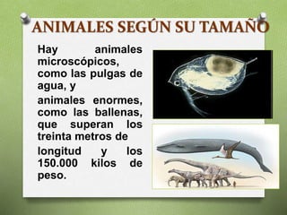 ANIMALES SEGÚN SU TAMAÑO
Hay animales
microscópicos,
como las pulgas de
agua, y
animales enormes,
como las ballenas,
que superan los
treinta metros de
longitud y los
150.000 kilos de
peso.
 