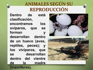 ANIMALES SEGÚN SU
REPRODUCCIÓN
Dentro de está
clasificación,
encontramos los
ovíparos, que se
forman y
desarrollan dentro
de un huevo (aves,
reptiles, peces); y
los vivíparos, que
se desarrollan
dentro del vientre
de la madre
(mamíferos).
 