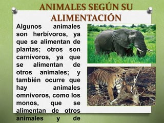 ANIMALES SEGÚN SU
ALIMENTACIÓN
Algunos animales
son herbívoros, ya
que se alimentan de
plantas; otros son
carnívoros, ya que
se alimentan de
otros animales; y
también ocurre que
hay animales
omnívoros, como los
monos, que se
alimentan de otros
animales y de
 