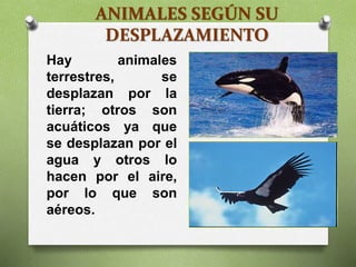 ANIMALES SEGÚN SU
DESPLAZAMIENTO
Hay animales
terrestres, se
desplazan por la
tierra; otros son
acuáticos ya que
se desplazan por el
agua y otros lo
hacen por el aire,
por lo que son
aéreos.
 