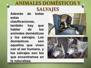 ANIMALES DOMÉSTICOS Y
SALVAJES
Además de todas
estas
clasificaciones,
también hay que
hablar de los
animales domésticos
y los salvajes. Los
domésticos son
aquellos que viven
con el ser humano, y
los salvajes son los
que encontramos en
la naturaleza.
 