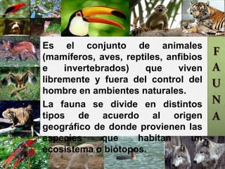 F
A
U
N
A
Es el conjunto de animales (mamíferos,
aves, reptiles, anfibios e invertebrados) que
viven libremente y fuera del control del
hombre en ambientes naturales.
La fauna se divide en distintos tipos de
acuerdo al origen geográfico de donde
provienen las especies que habitan un
ecosistema o biótopos.
 
