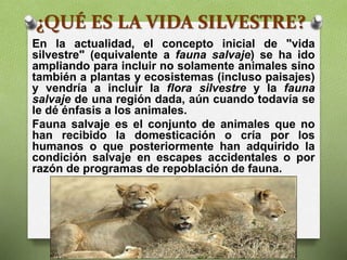 ¿QUÉ ES LA VIDA SILVESTRE?
En la actualidad, el concepto inicial de "vida
silvestre" (equivalente a fauna salvaje) se ha ido
ampliando para incluir no solamente animales sino
también a plantas y ecosistemas (incluso paisajes)
y vendría a incluir la flora silvestre y la fauna
salvaje de una región dada, aún cuando todavía se
le dé énfasis a los animales.
Fauna salvaje es el conjunto de animales que no
han recibido la domesticación o cría por los
humanos o que posteriormente han adquirido la
condición salvaje en escapes accidentales o por
razón de programas de repoblación de fauna.
 