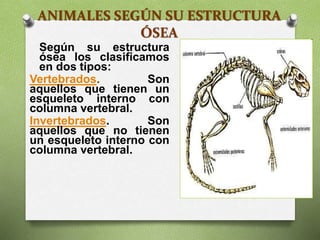 ANIMALES SEGÚN SU ESTRUCTURA
ÓSEA
Según su estructura
ósea los clasificamos
en dos tipos:
Vertebrados. Son
aquellos que tienen un
esqueleto interno con
columna vertebral.
Invertebrados. Son
aquellos que no tienen
un esqueleto interno con
columna vertebral.
 
