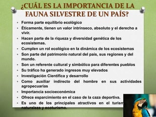 ¿CUÁL ES LA IMPORTANCIA DE LA
FAUNA SILVESTRE DE UN PAÍS?
 Forma parte equilibrio ecológico
 Éticamente, tienen un valor intrínseco, absoluto y el derecho a
vivir.
 Hacen parte de la riqueza y diversidad genética de los
ecosistemas.
 Cumplen un rol ecológico en la dinámica de los ecosistemas
 Son parte del patrimonio natural del país, sus regiones y del
mundo.
 Son un referente cultural y simbólico para diferentes pueblos
 Su tráfico ha generado ingresos muy elevados
 Investigación Científica y desarrollo
 Como auxiliar indirecto del hombre en sus actividades
agropecuarias
 Importancia socioeconómica
 Ofrece esparcimiento en el caso de la caza deportiva.
 Es uno de los principales atractivos en el turismo por la
naturaleza y ecoturismo.
 