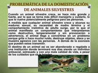 PROBLEMÁTICA DE LA DOMESTICACIÓN
DE ANIMALES SILVESTRES
Cuando un animal silvestre crece, se hace más grande y
fuerte, por lo que se torna más difícil manejarlo y cuidarlo, lo
que lo vuelve potencialmente peligroso para las personas.
A medida que cualquier animal silvestre crece y alcanza su
madurez sexual, su necesidad de madre termina y el
comportamiento instintivo de adulto surge, por lo que el
animal manifiesta un comportamiento que interpretamos
como destructivo, temperamental y sin provocación o
advertencia, el animal llega a convertirse en un problema
porque grita o hace mucho ruido, destruye objetos, ataca y se
muestra agresivo con las personas. A demás de la zoonosis
que pueden estos transmitir.
El destino de un animal así es ser abandonado o regalado a
una institución donde terminará sus días siendo un individuo
antisocial, estresado y con una mala calidad de vida, a pesar
de los cuidados que se le brinden.
 