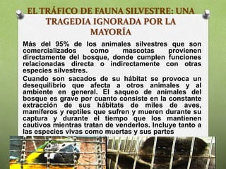 EL TRÁFICO DE FAUNA SILVESTRE: UNA
TRAGEDIA IGNORADA POR LA
MAYORÍA
Más del 95% de los animales silvestres que son
comercializados como mascotas provienen
directamente del bosque, donde cumplen funciones
relacionadas directa o indirectamente con otras
especies silvestres.
Cuando son sacados de su hábitat se provoca un
desequilibrio que afecta a otros animales y al
ambiente en general. El saqueo de animales del
bosque es grave por cuanto consiste en la constante
extracción de sus hábitats de miles de aves,
mamíferos y reptiles que sufren y mueren durante su
captura y durante el tiempo que los mantienen
cautivos mientras tratan de venderlos. Incluye tanto a
las especies vivas como muertas y sus partes
 