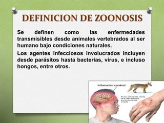 DEFINICION DE ZOONOSIS
Se definen como las enfermedades
transmisibles desde animales vertebrados al ser
humano bajo condiciones naturales.
Los agentes infecciosos involucrados incluyen
desde parásitos hasta bacterias, virus, e incluso
hongos, entre otros.
 