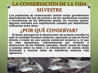 LA CONSERVACIÓN DE LA VIDA
SILVESTRE
Los problemas de conservación animal varían grandemente
dependiendo del tipo de animal y de las condiciones sociales
y económicas de los diferentes países. En muchos países,
algunos animales son ampliamente cazados por deportistas,
traficantes entre otros.
¿POR QUÉ CONSERVAR?
El factor principal en la disminución de la fauna mundial ha
sido la sociedad humana moderna, operando ya sea en forma
directa a través de una cacería comercial excesiva o, lo que
es más desastroso, indirectamente por invasión o
destrucción de los hábitats naturales, dando armas de fuego
a quienes antes no tenía o la introducción en ciertas áreas
(Australia y muchas islas) de mamíferos exóticos más
agresivos.
 