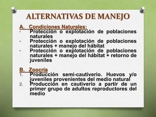 ALTERNATIVAS DE MANEJO
A. Condiciones Naturales:
• Protección o explotación de poblaciones
naturales
• Protección o explotación de poblaciones
naturales + manejo del hábitat
• Protección o explotación de poblaciones
naturales + manejo del hábitat + retorno de
juveniles
B. Zoocría
1. Producción semi-cautiverio. Huevos y/o
juveniles provenientes del medio natural
2. Producción en cautiverio a partir de un
primer grupo de adultos reproductores del
medio
 