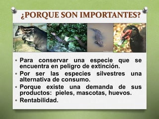 ¿PORQUE SON IMPORTANTES?
 Para conservar una especie que se
encuentra en peligro de extinción.
 Por ser las especies silvestres una
alternativa de consumo.
 Porque existe una demanda de sus
productos: pieles, mascotas, huevos.
 Rentabilidad.
 