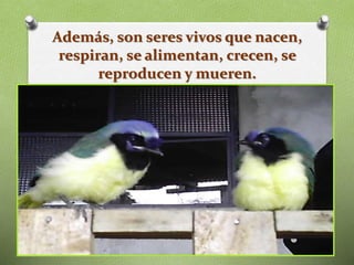 Además, son seres vivos que nacen,
respiran, se alimentan, crecen, se
reproducen y mueren.
 