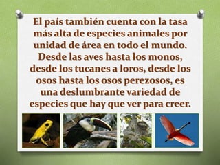 El país también cuenta con la tasa
más alta de especies animales por
unidad de área en todo el mundo.
Desde las aves hasta los monos,
desde los tucanes a loros, desde los
osos hasta los osos perezosos, es
una deslumbrante variedad de
especies que hay que ver para creer.
 