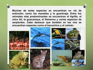 Muchas de estas especies se encuentran en vía de
extinción; como los manatíes y la guartinaja. Entre los
animales más predominantes se encuentran el tigrillo, el
mico tití, la guacamaya, el flamenco y varias especies de
serpientes. Cabe destacar que también en los ríos se
encuentran especies como el bocachico y el caimán.
 