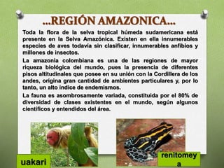 Toda la flora de la selva tropical húmeda sudamericana está
presente en la Selva Amazónica. Existen en ella innumerables
especies de aves todavía sin clasificar, innumerables anfibios y
millones de insectos.
La amazonia colombiana es una de las regiones de mayor
riqueza biológica del mundo, pues la presencia de diferentes
pisos altitudinales que posee en su unión con la Cordillera de los
andes, origina gran cantidad de ambientes particulares y, por lo
tanto, un alto índice de endemismos.
La fauna es asombrosamente variada, constituida por el 80% de
diversidad de clases existentes en el mundo, según algunos
científicos y entendidos del área.
uakari
renitomey
a
 