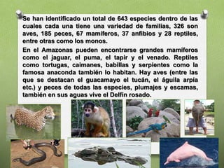 Se han identificado un total de 643 especies dentro de las
cuales cada una tiene una variedad de familias, 326 son
aves, 185 peces, 67 mamíferos, 37 anfibios y 28 reptiles,
entre otras como los monos.
En el Amazonas pueden encontrarse grandes mamíferos
como el jaguar, el puma, el tapir y el venado. Reptiles
como tortugas, caimanes, babillas y serpientes como la
famosa anaconda también lo habitan. Hay aves (entre las
que se destacan el guacamayo el tucán, el águila arpía
etc.) y peces de todas las especies, plumajes y escamas,
también en sus aguas vive el Delfín rosado.
 