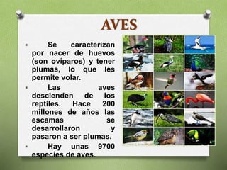 AVES
 Se caracterizan
por nacer de huevos
(son ovíparos) y tener
plumas, lo que les
permite volar.
 Las aves
descienden de los
reptiles. Hace 200
millones de años las
escamas se
desarrollaron y
pasaron a ser plumas.
 Hay unas 9700
especies de aves.
 