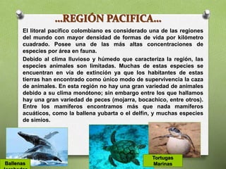 El litoral pacífico colombiano es considerado una de las regiones
del mundo con mayor densidad de formas de vida por kilómetro
cuadrado. Posee una de las más altas concentraciones de
especies por área en fauna.
Debido al clima lluvioso y húmedo que caracteriza la región, las
especies animales son limitadas. Muchas de estas especies se
encuentran en vía de extinción ya que los habitantes de estas
tierras han encontrado como único modo de supervivencia la caza
de animales. En esta región no hay una gran variedad de animales
debido a su clima monótono; sin embargo entre los que hallamos
hay una gran variedad de peces (mojarra, bocachico, entre otros).
Entre los mamíferos encontramos más que nada mamíferos
acuáticos, como la ballena yubarta o el delfín, y muchas especies
de simios.
Ballenas
Tortugas
Marinas
 
