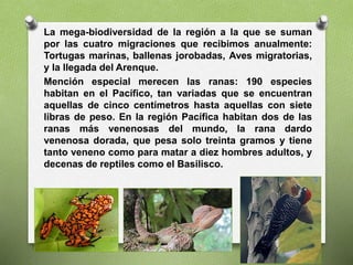La mega-biodiversidad de la región a la que se suman
por las cuatro migraciones que recibimos anualmente:
Tortugas marinas, ballenas jorobadas, Aves migratorias,
y la llegada del Arenque.
Mención especial merecen las ranas: 190 especies
habitan en el Pacífico, tan variadas que se encuentran
aquellas de cinco centímetros hasta aquellas con siete
libras de peso. En la región Pacífica habitan dos de las
ranas más venenosas del mundo, la rana dardo
venenosa dorada, que pesa solo treinta gramos y tiene
tanto veneno como para matar a diez hombres adultos, y
decenas de reptiles como el Basilisco.
 