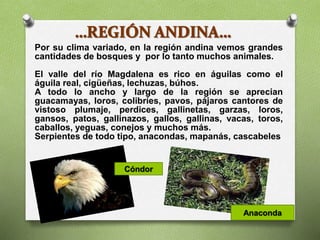 Por su clima variado, en la región andina vemos grandes
cantidades de bosques y por lo tanto muchos animales.
El valle del río Magdalena es rico en águilas como el
águila real, cigüeñas, lechuzas, búhos.
A todo lo ancho y largo de la región se aprecian
guacamayas, loros, colibríes, pavos, pájaros cantores de
vistoso plumaje, perdices, gallinetas, garzas, loros,
gansos, patos, gallinazos, gallos, gallinas, vacas, toros,
caballos, yeguas, conejos y muchos más.
Serpientes de todo tipo, anacondas, mapanás, cascabeles
Cóndor
Anaconda
 