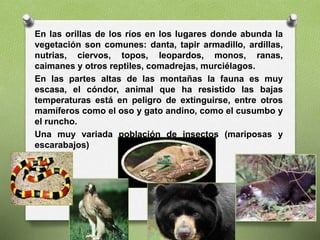 En las orillas de los ríos en los lugares donde abunda la
vegetación son comunes: danta, tapir armadillo, ardillas,
nutrias, ciervos, topos, leopardos, monos, ranas,
caimanes y otros reptiles, comadrejas, murciélagos.
En las partes altas de las montañas la fauna es muy
escasa, el cóndor, animal que ha resistido las bajas
temperaturas está en peligro de extinguirse, entre otros
mamíferos como el oso y gato andino, como el cusumbo y
el runcho.
Una muy variada población de insectos (mariposas y
escarabajos)
 